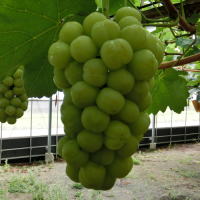 �����������������C���[�W