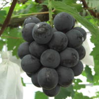 �����������������C���[�W