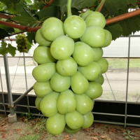 �����������������C���[�W